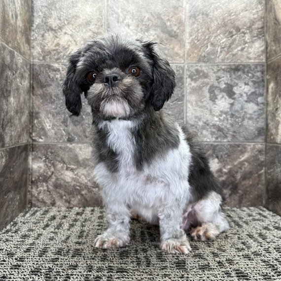 Berty - Female - Image 4