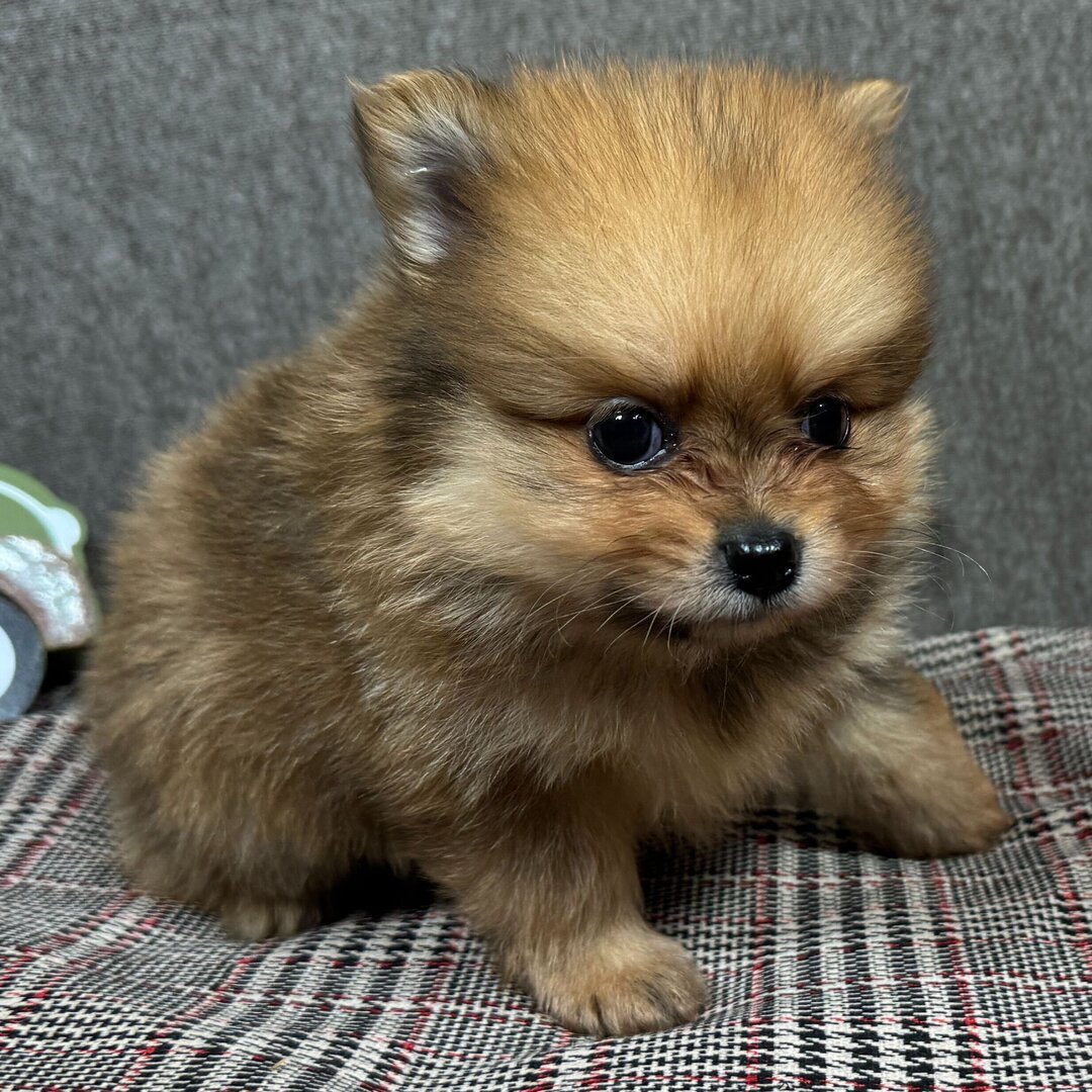 Boone - Male - Image 3