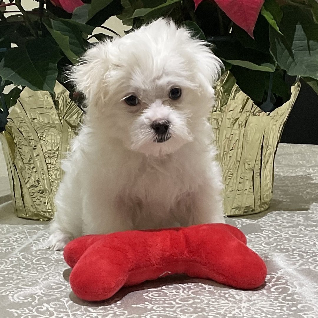 Burger - Male - Image 3