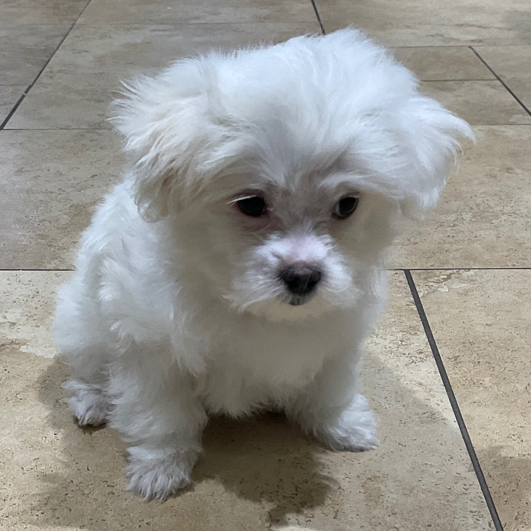 Burger - Male - Image 4