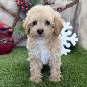 Butterscotch – Male