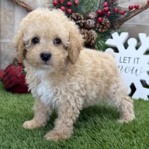 Butterscotch – Male