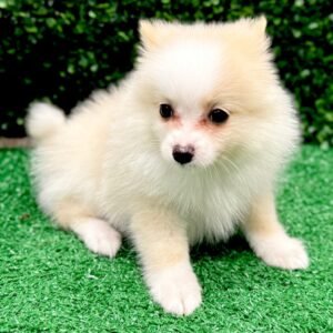 Charlotte – Female