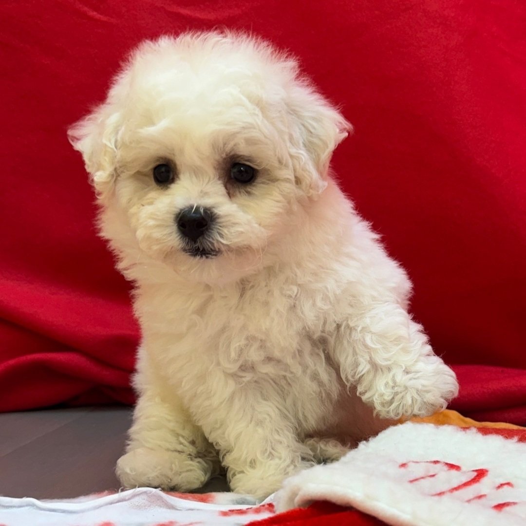 Chip - Female - Image 2