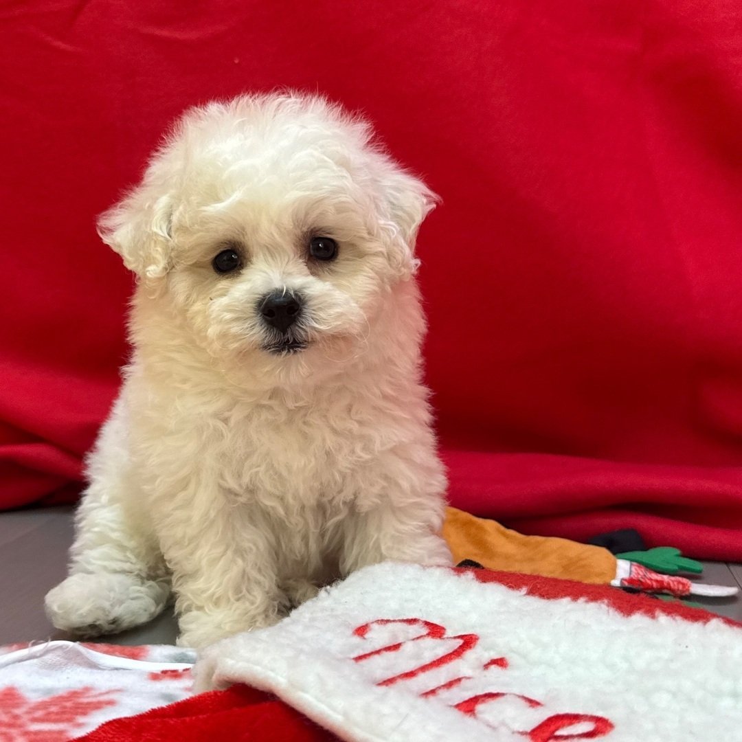 Chip - Female - Image 3