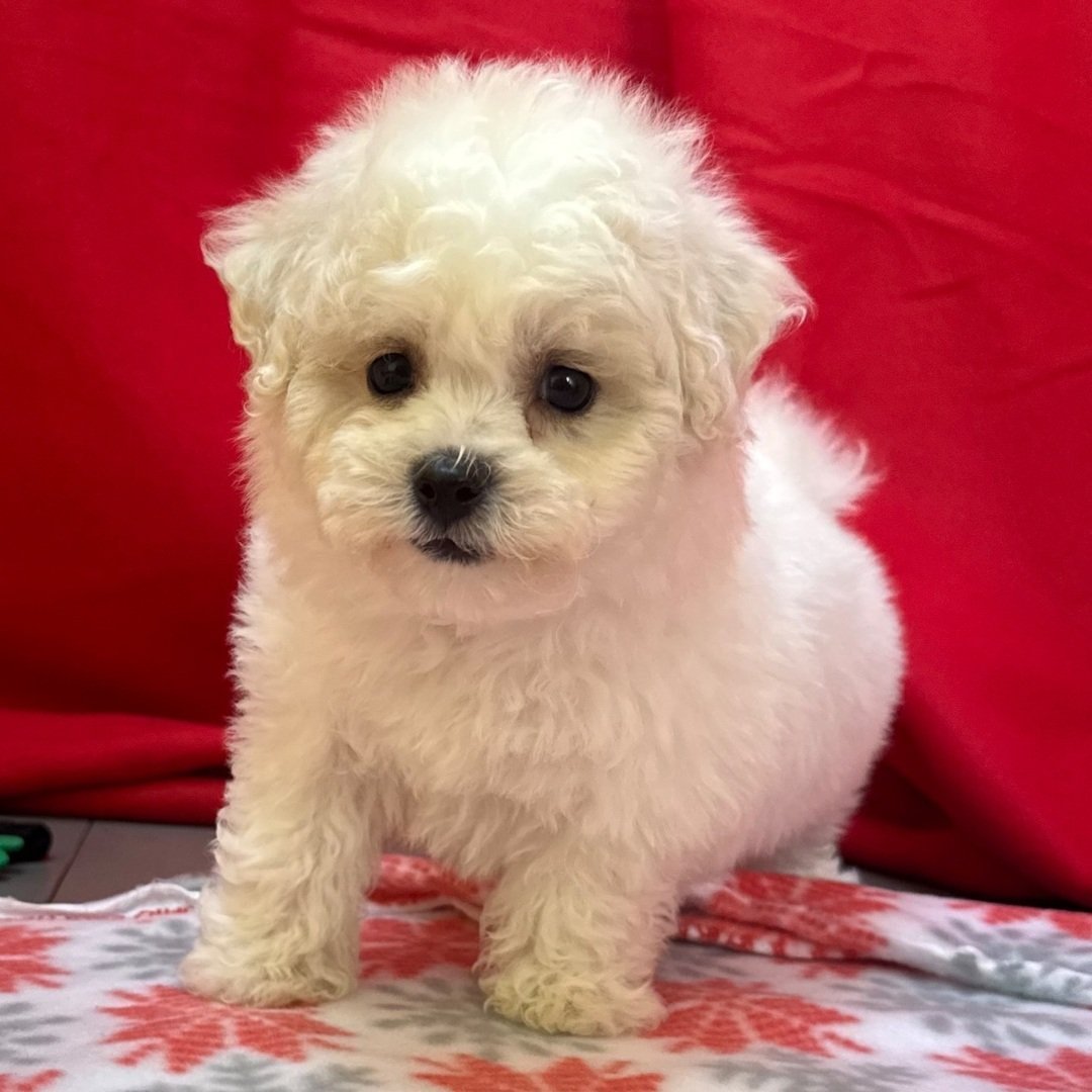 Chip - Female - Image 4