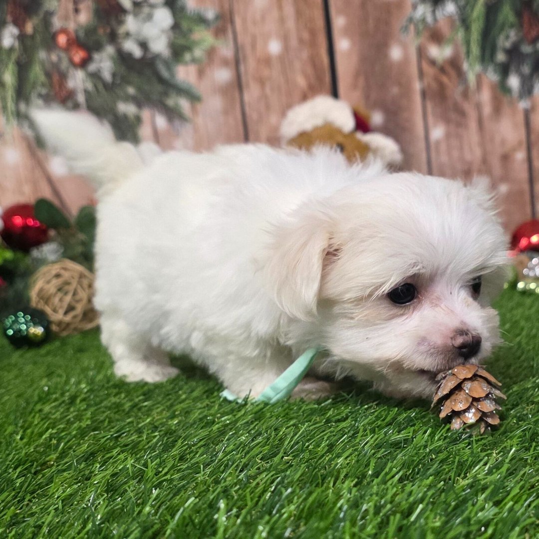 Dancer - Male - Image 4