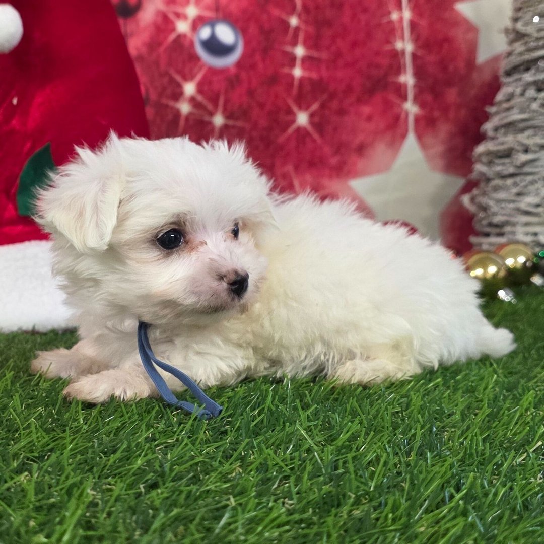 Dasher - Female - Image 2