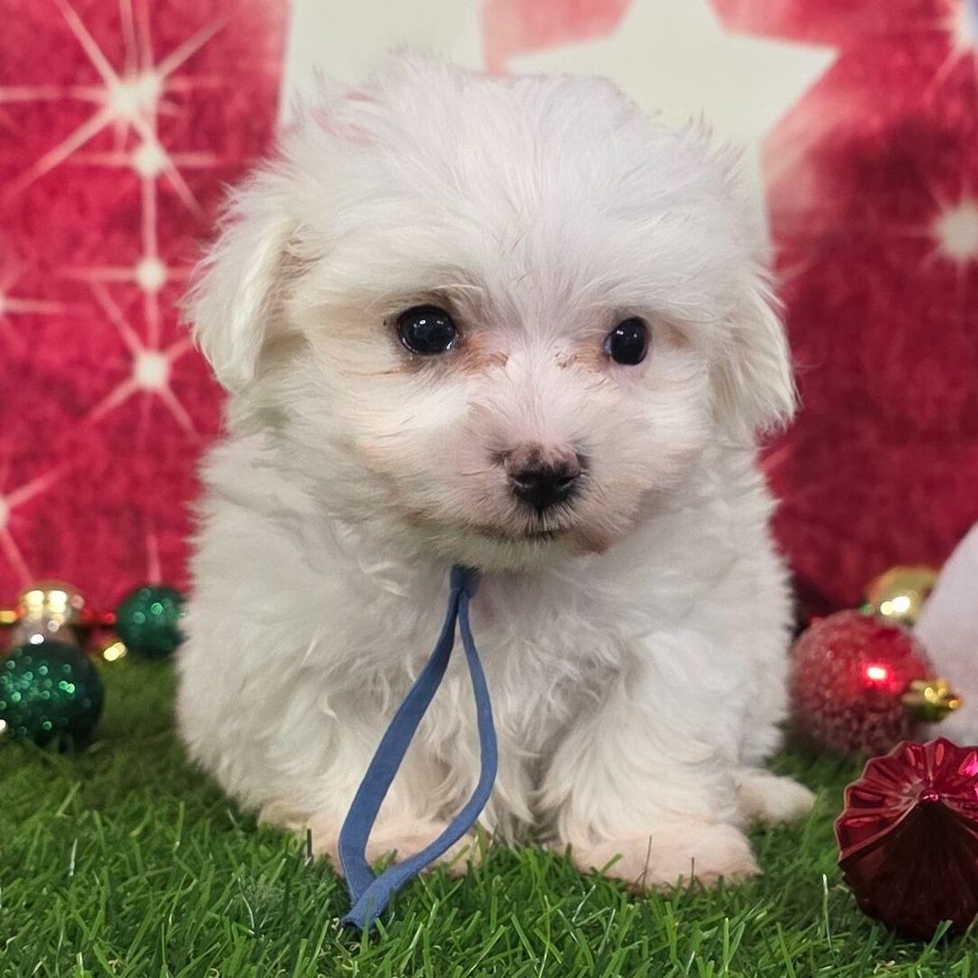 Dasher - Female - Image 3