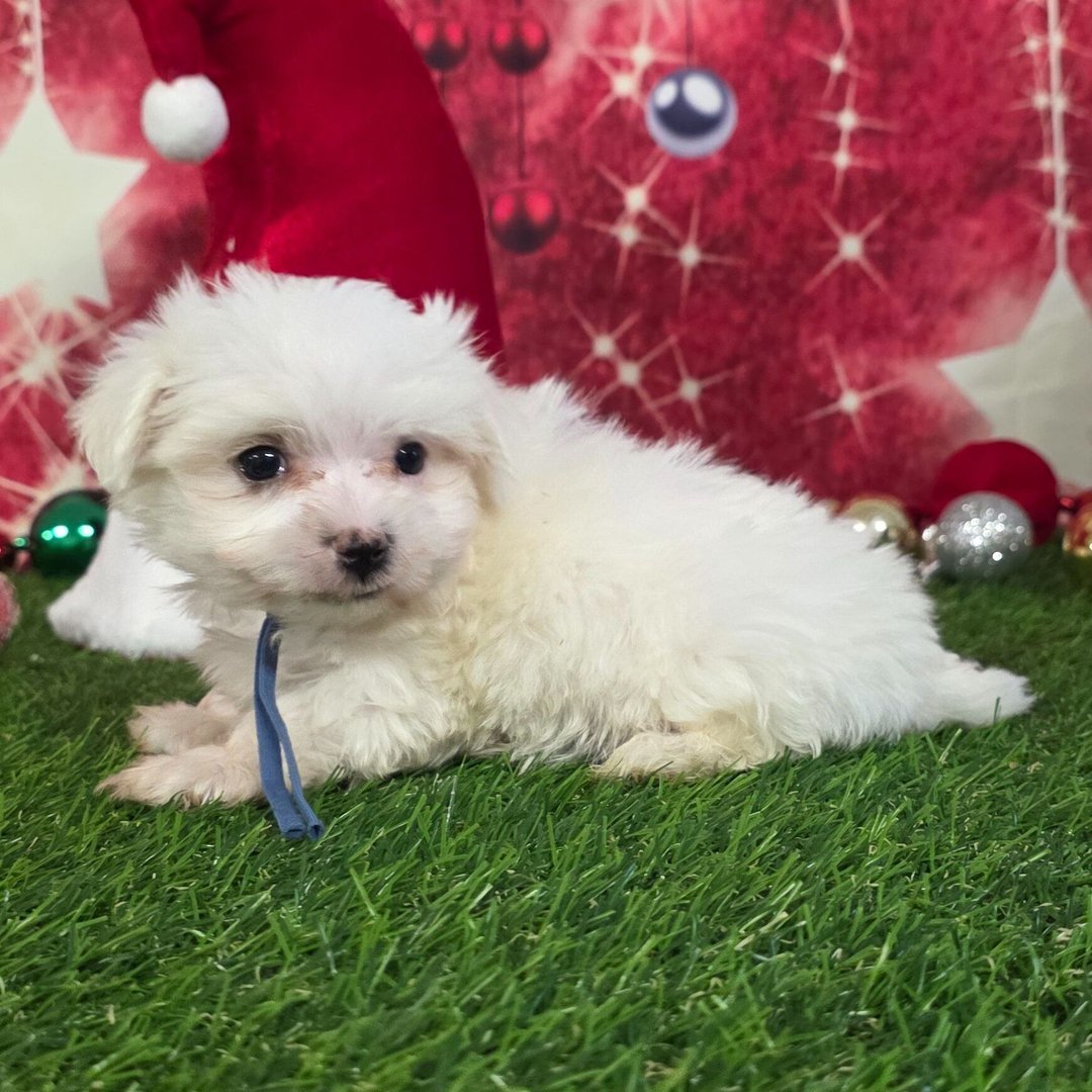 Dasher - Female - Image 4