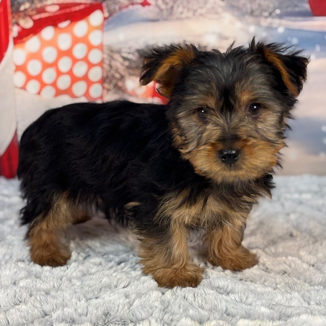 Durk - Male - Image 2