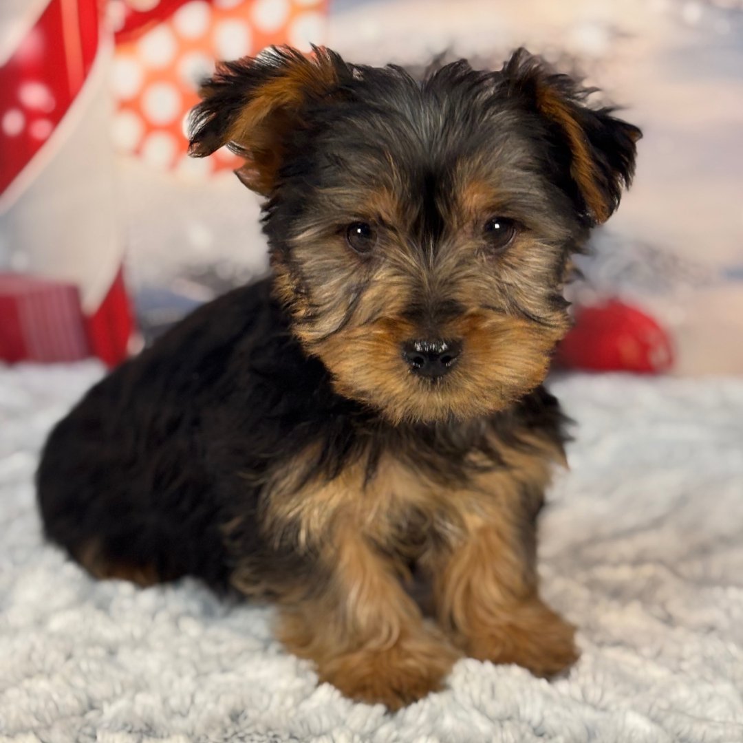 Durk - Male - Image 3