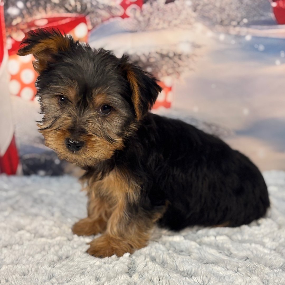 Durk - Male - Image 4