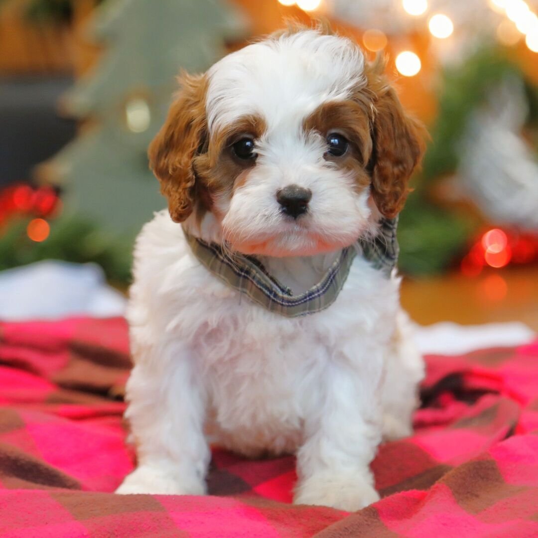 Everest - Male - Image 2