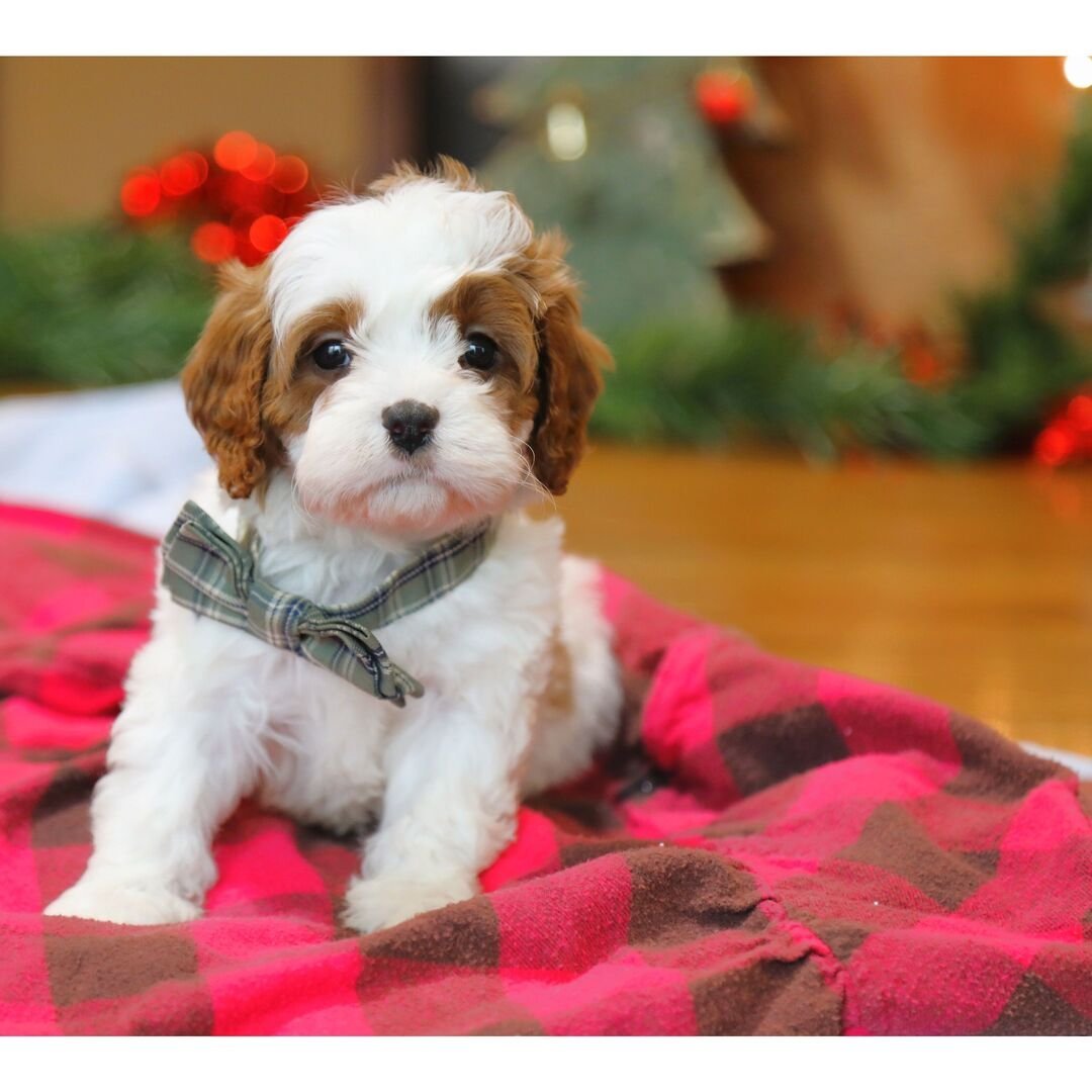 Everest - Male - Image 3