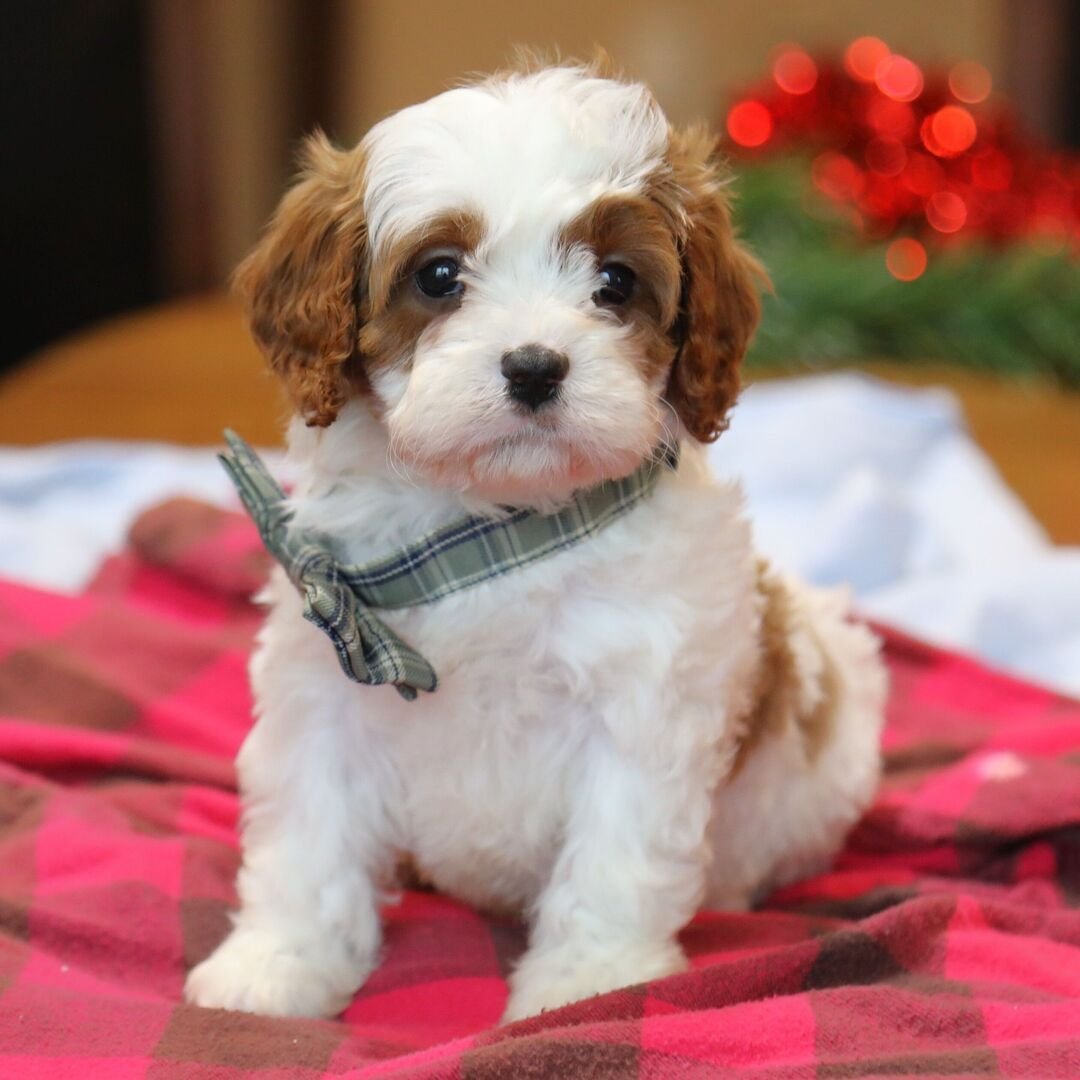 Everest - Male - Image 4