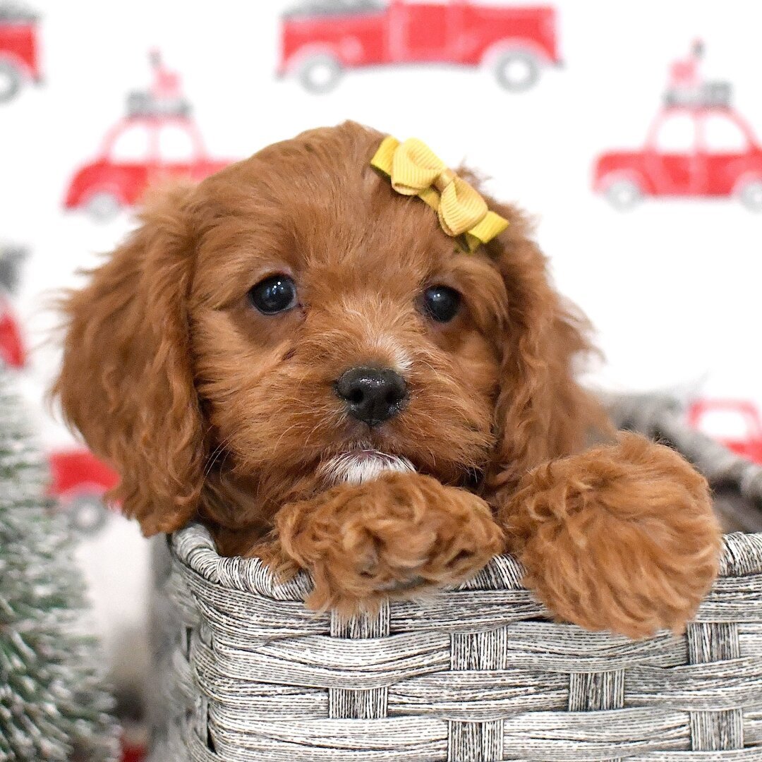 Hadley - Female - Image 2