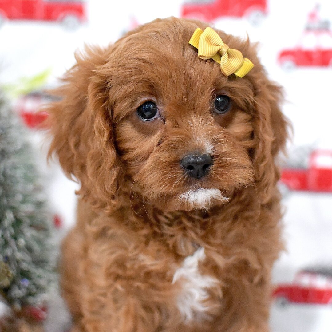 Hadley - Female - Image 3