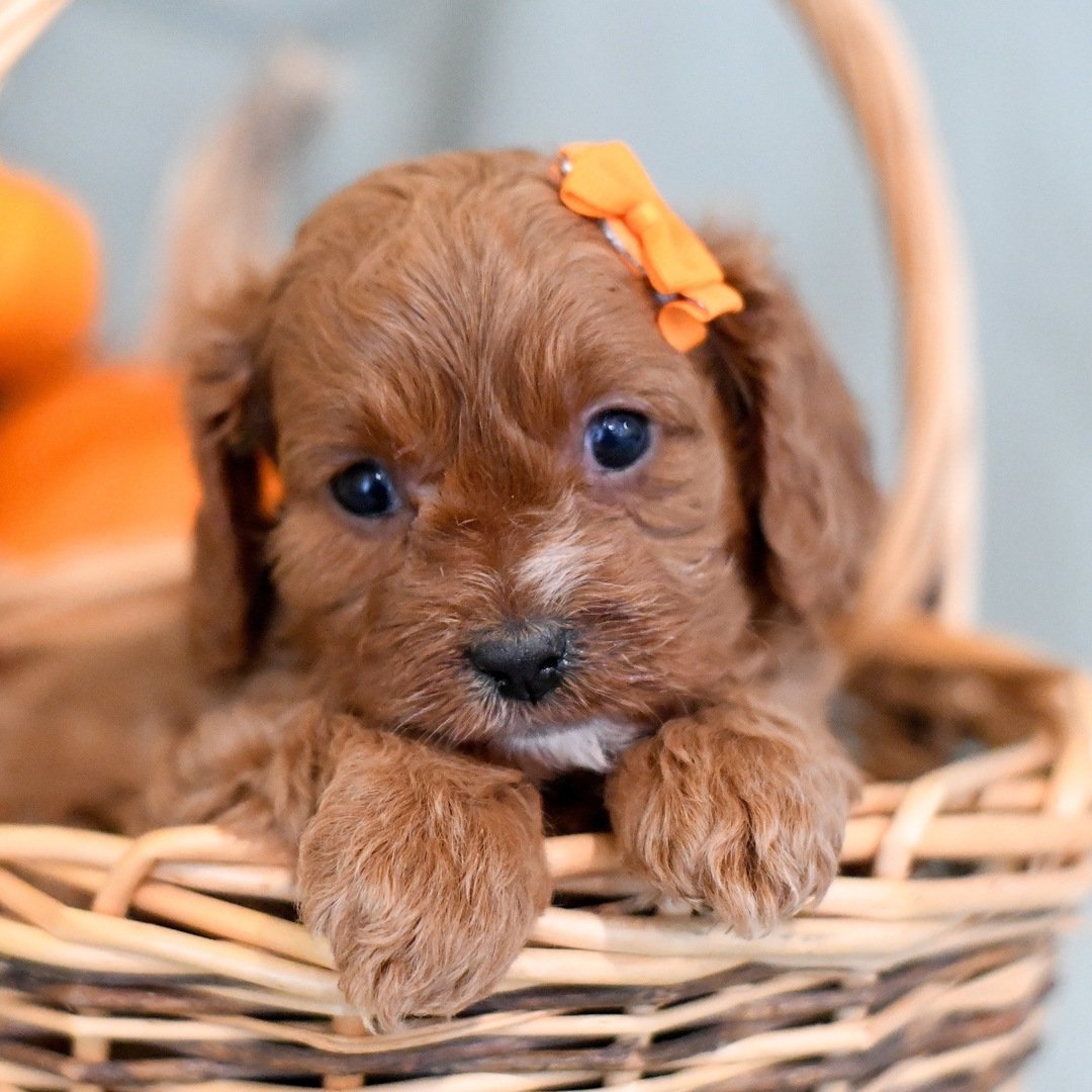 Hadley - Female - Image 4