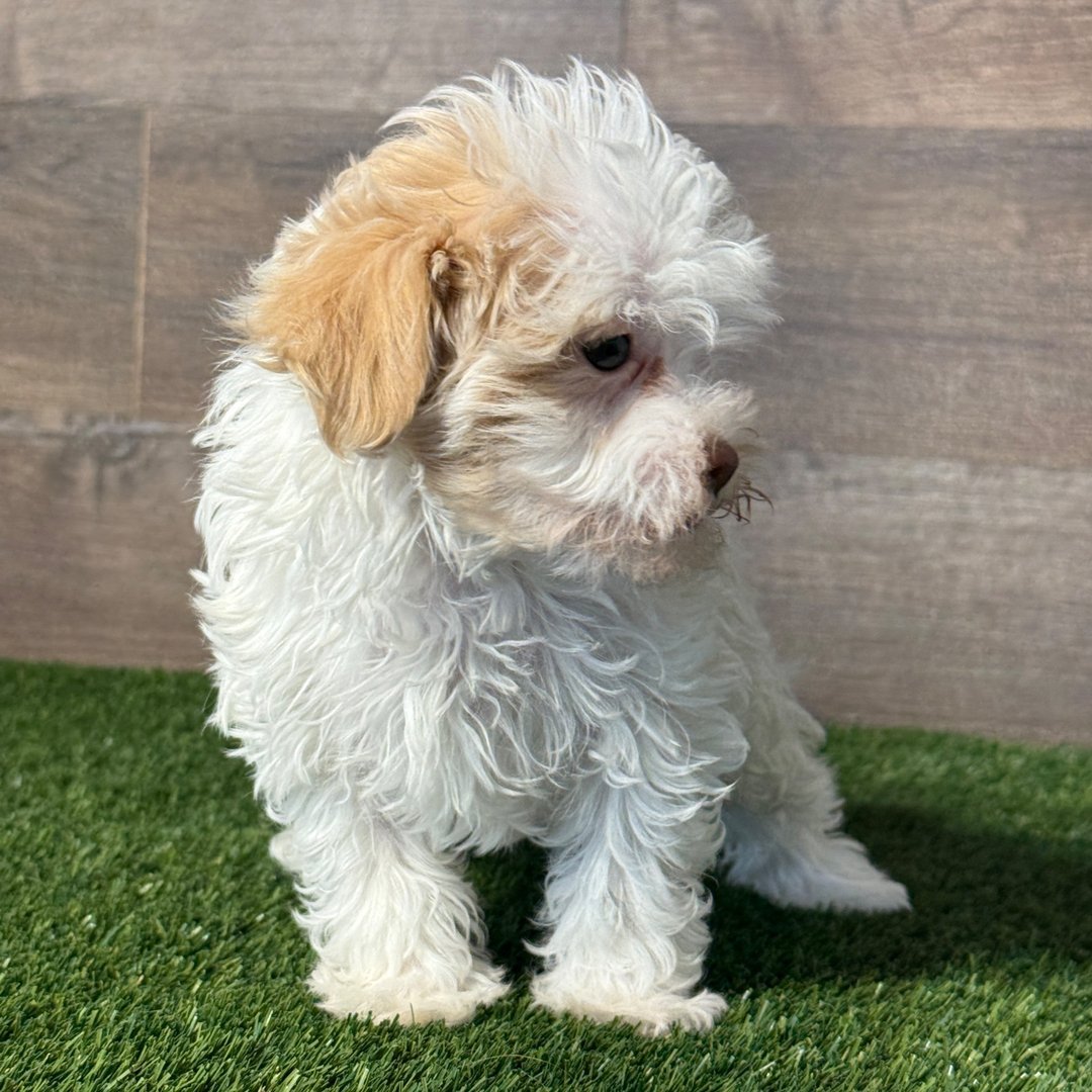 Harper - Male - Image 3