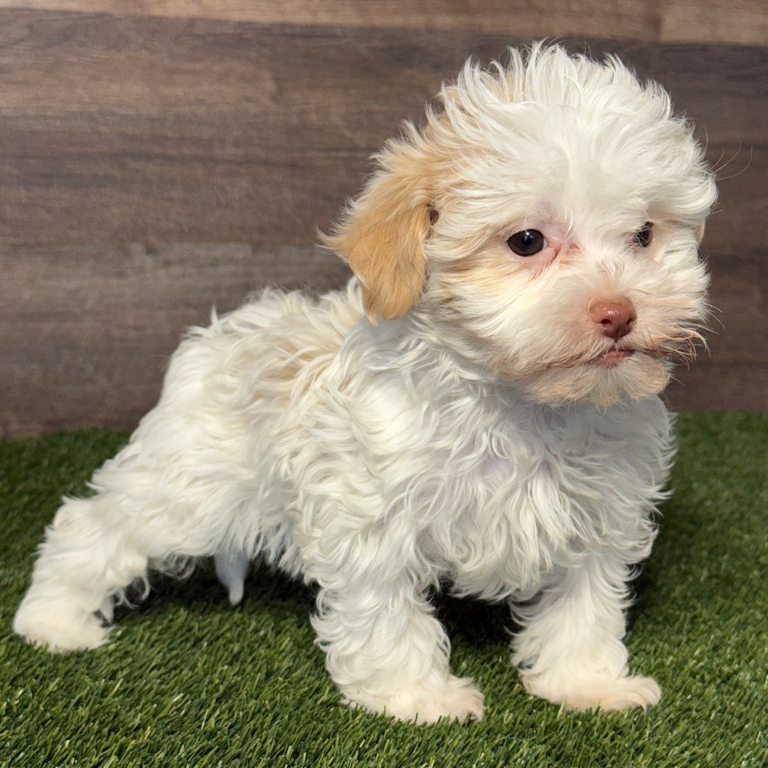 Harper - Male - Image 4