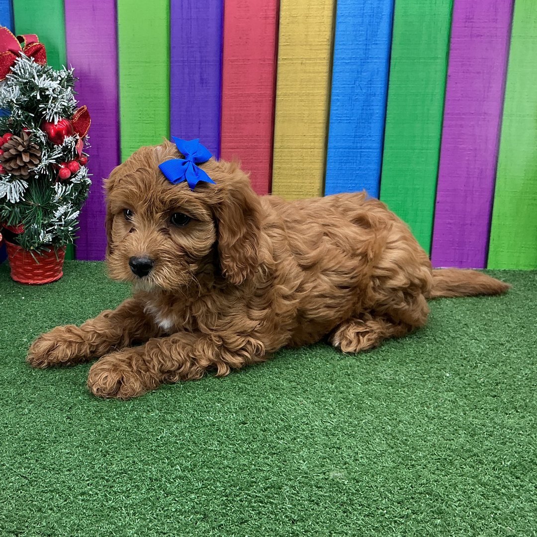 Jake - Male - Image 2