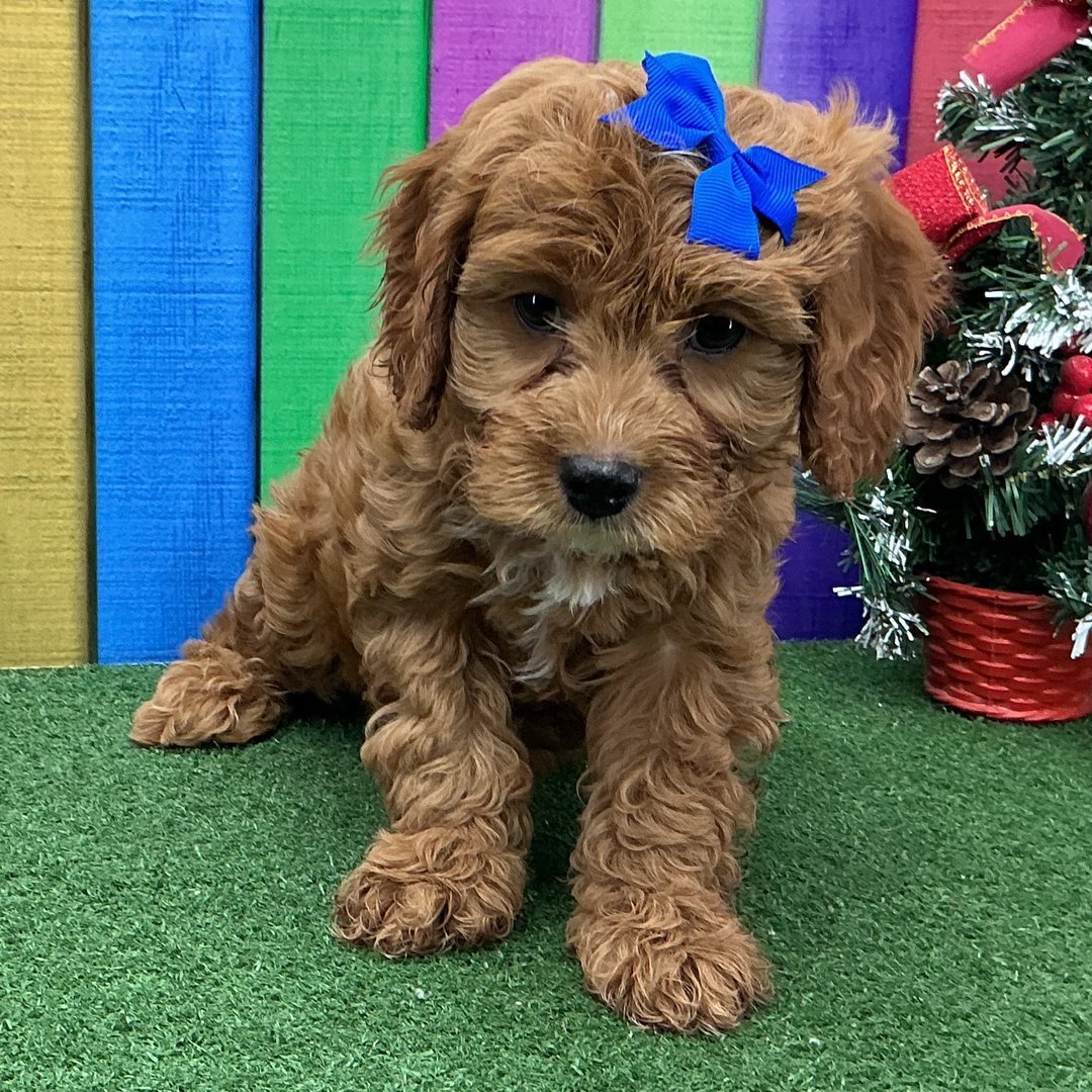 Jake - Male - Image 3