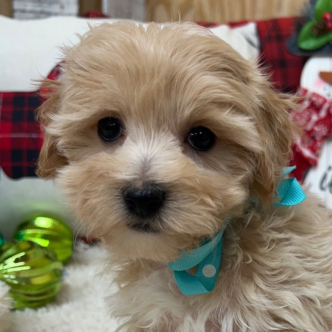 Karter - Male - Image 2