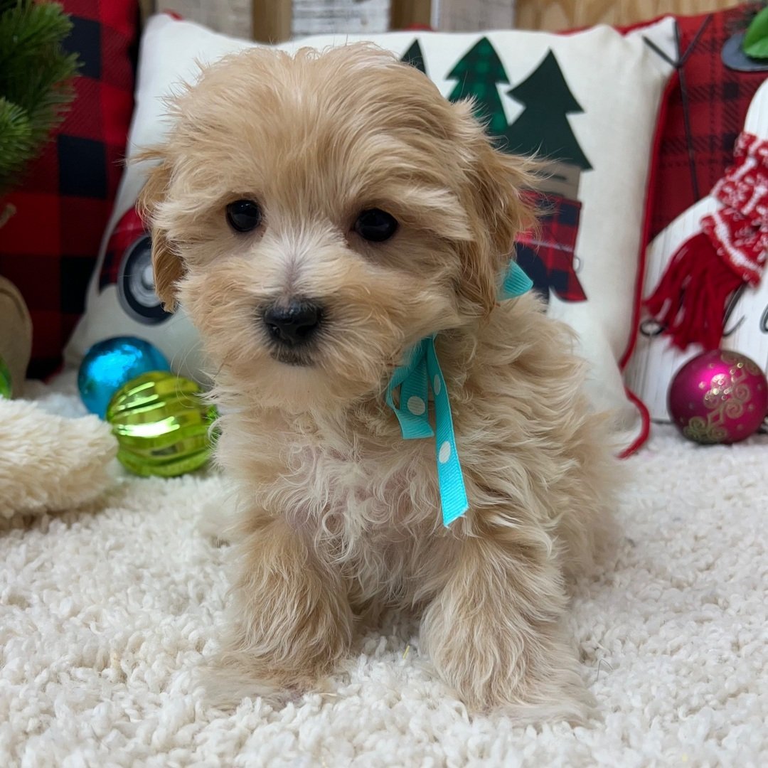 Karter - Male - Image 3