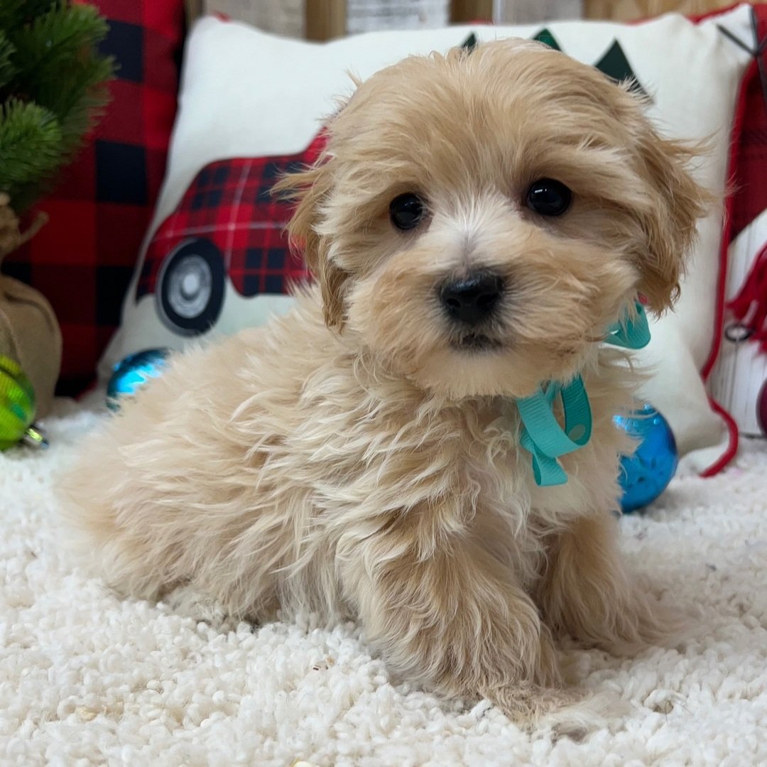 Karter - Male - Image 4