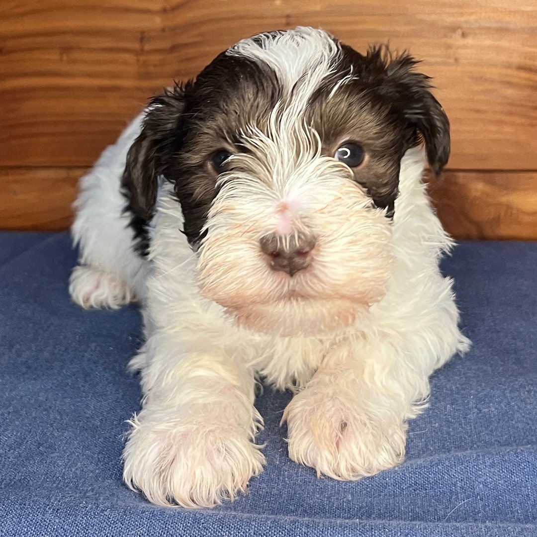 Schnauzer