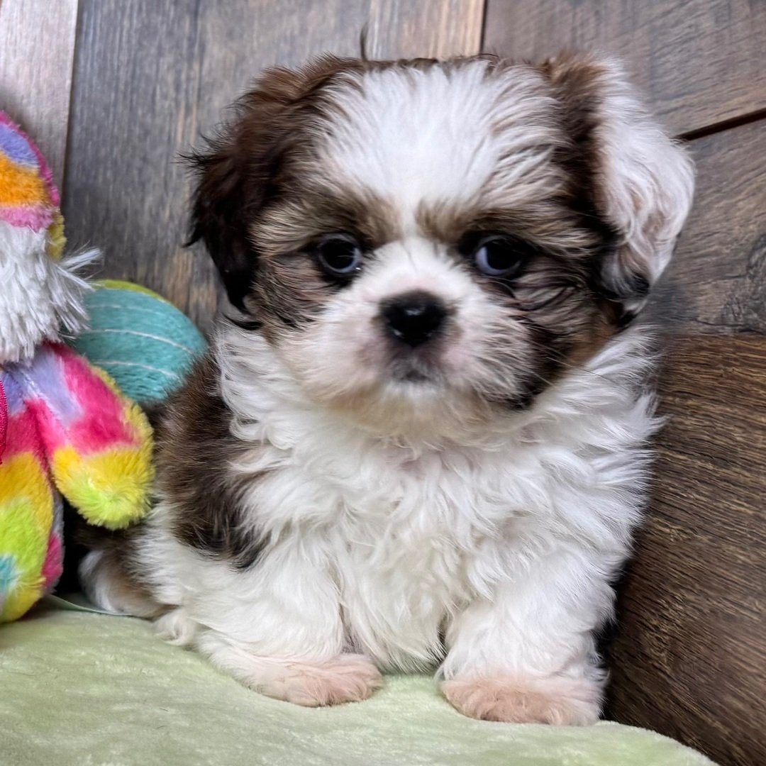 Shih Tzu