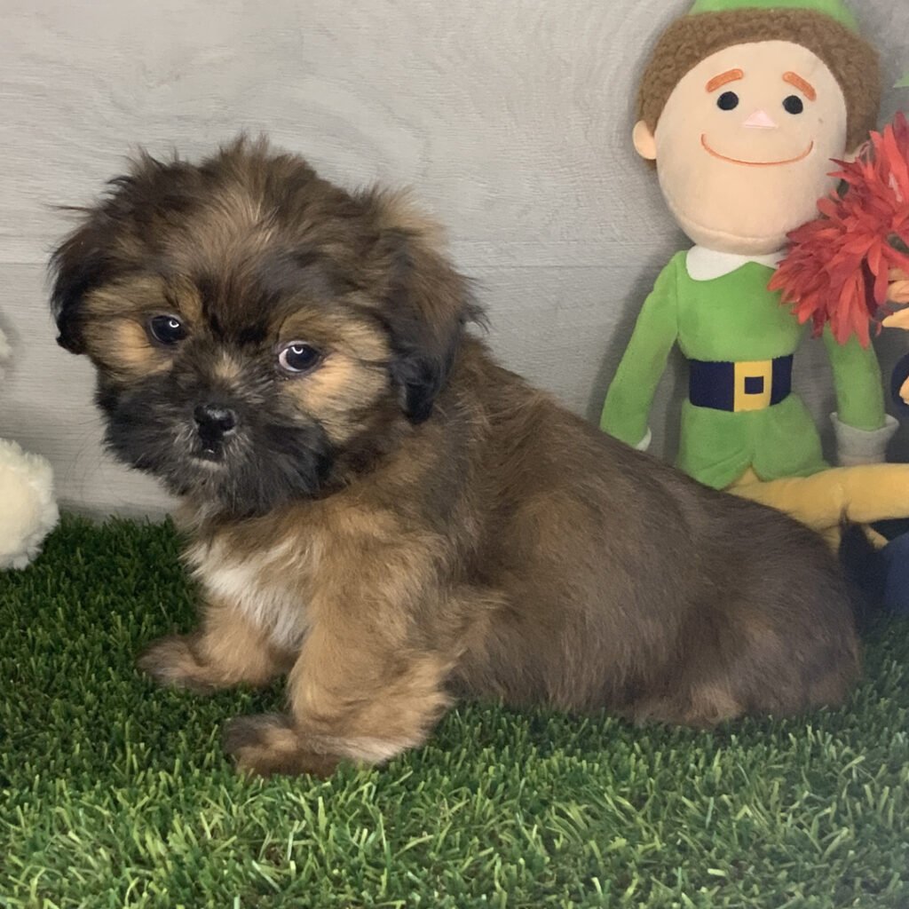 Shih Tzu Puppies For Sale