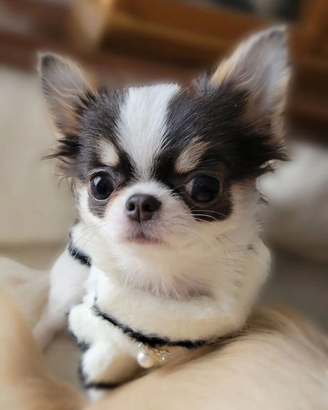 Chihuahua