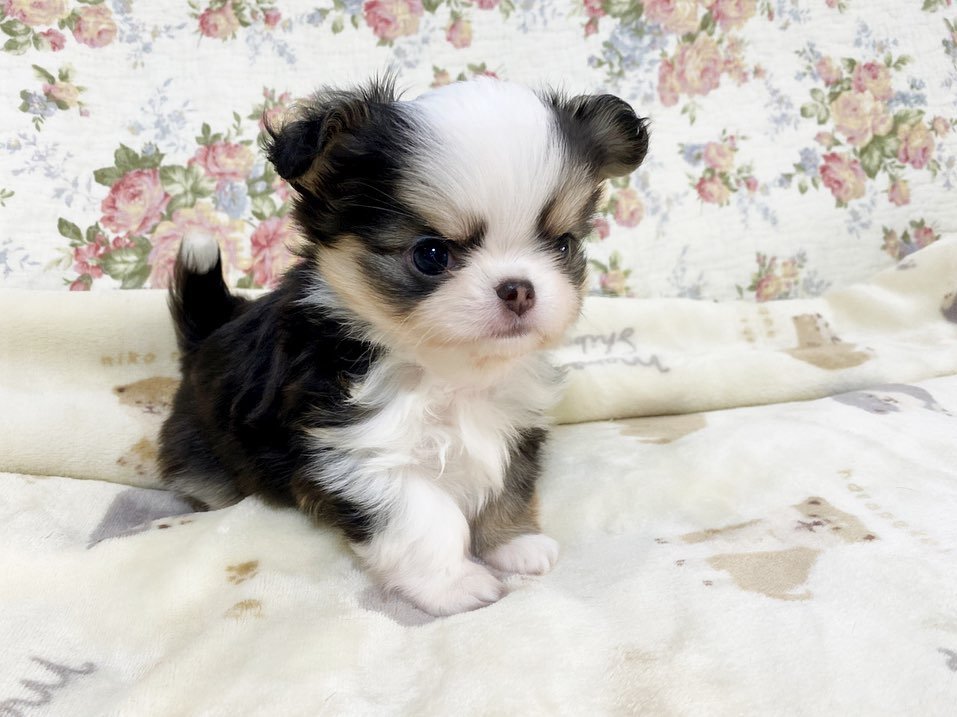 Chihuahua Puppies Breeders