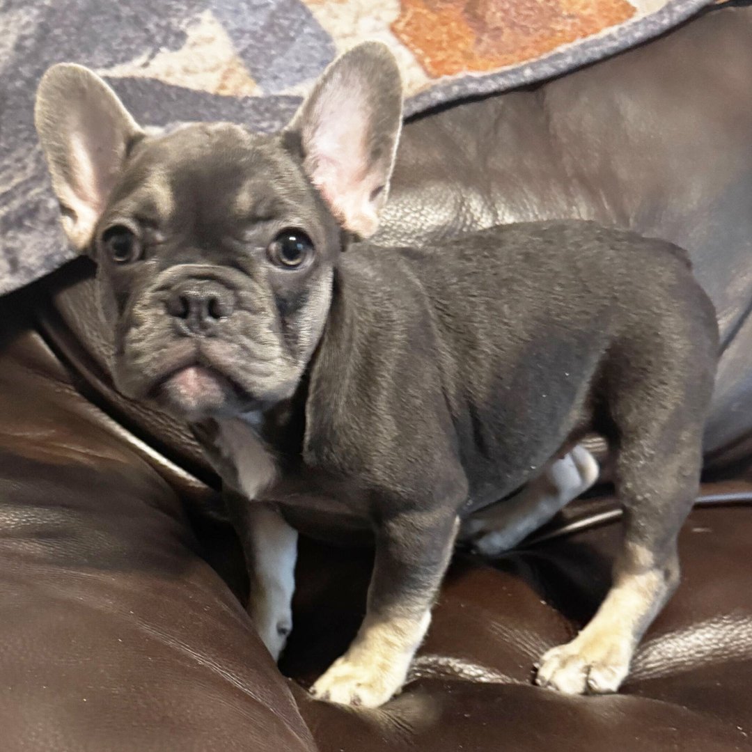 French Bulldog