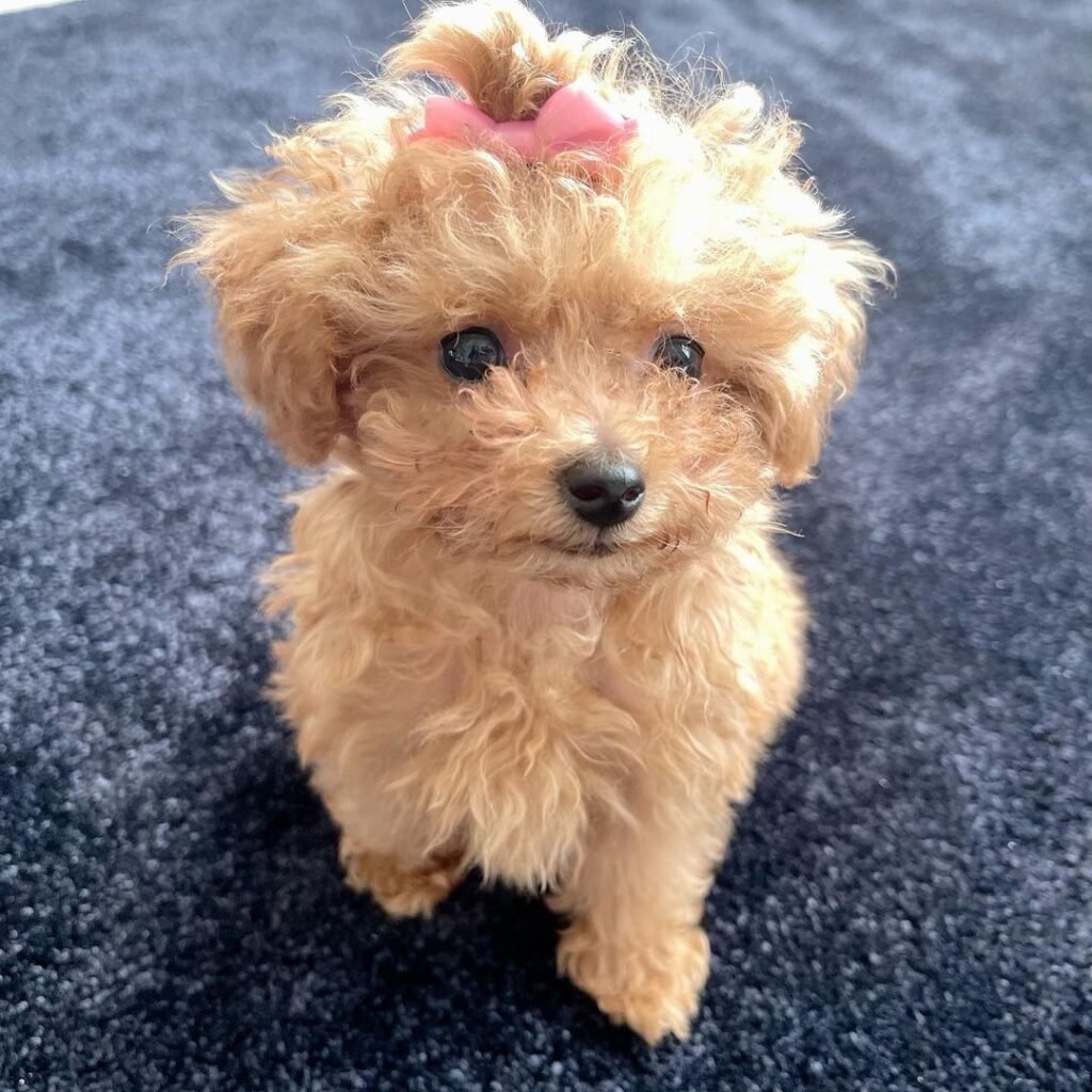 Poodle Breeders