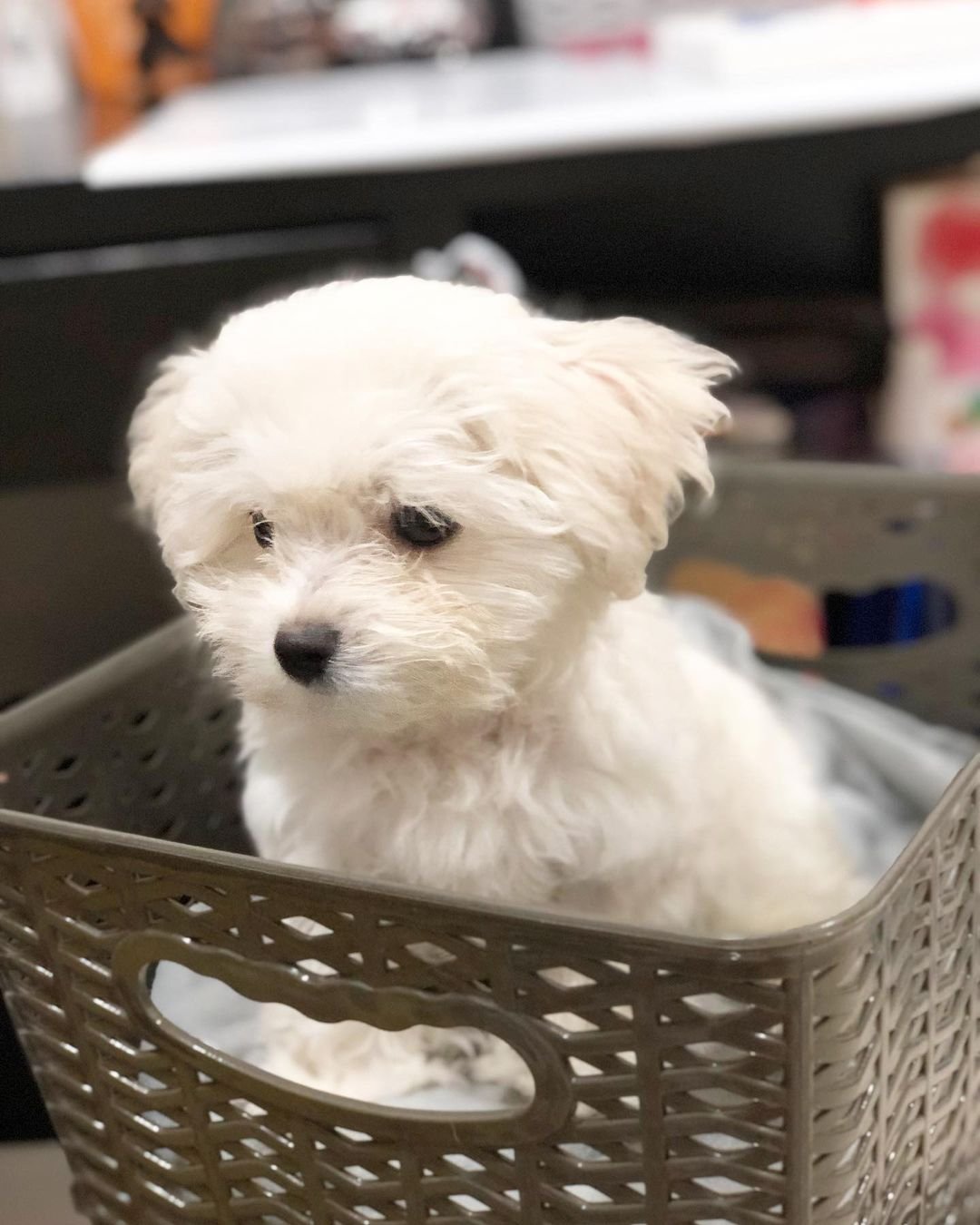 Maltese