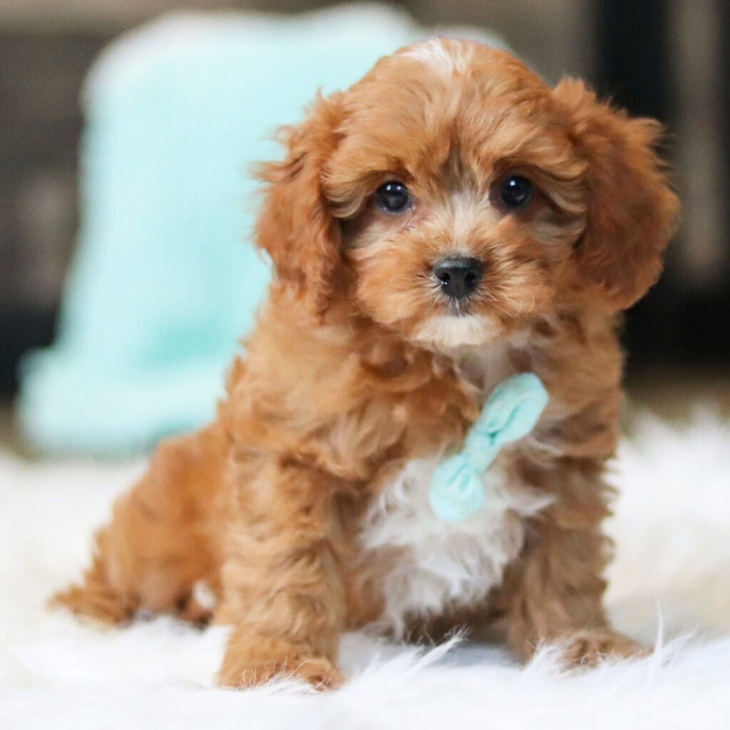 cavoodle puppies for sale