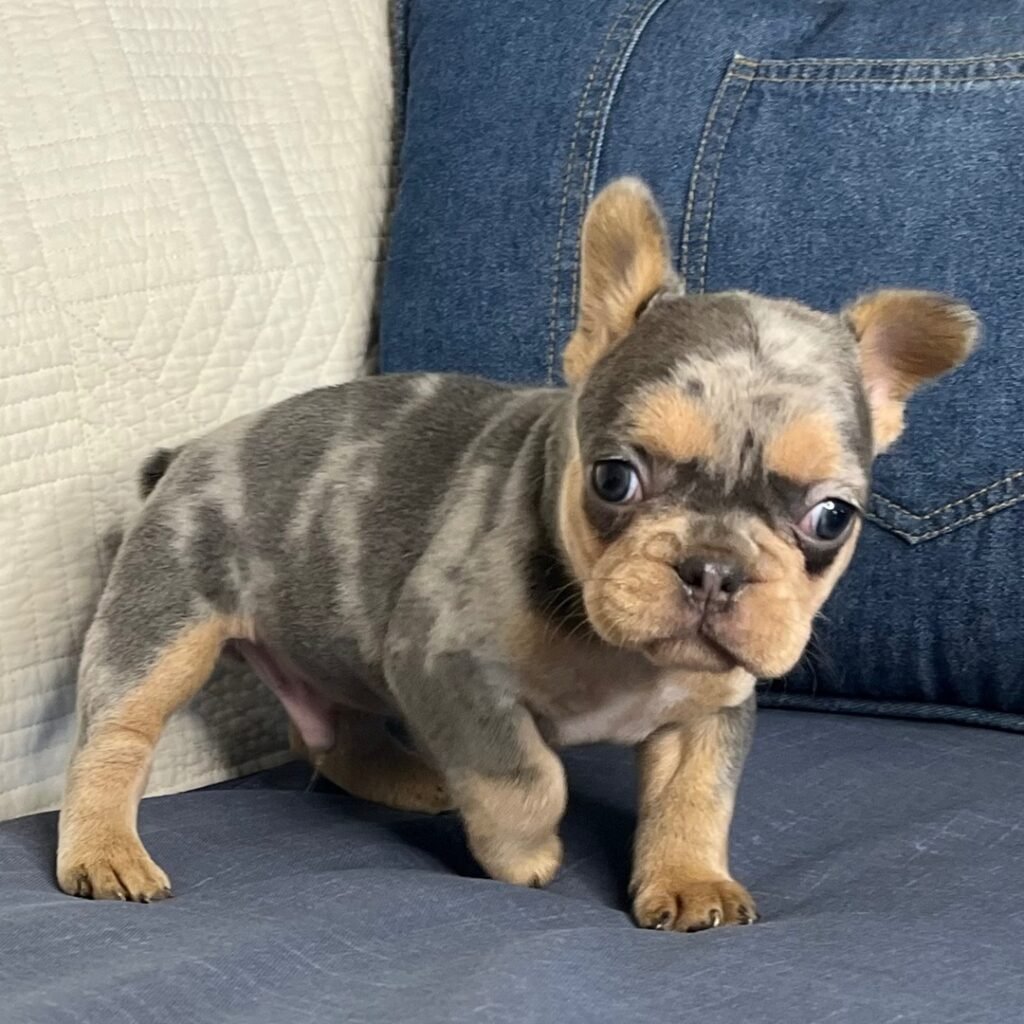 French Bulldog 