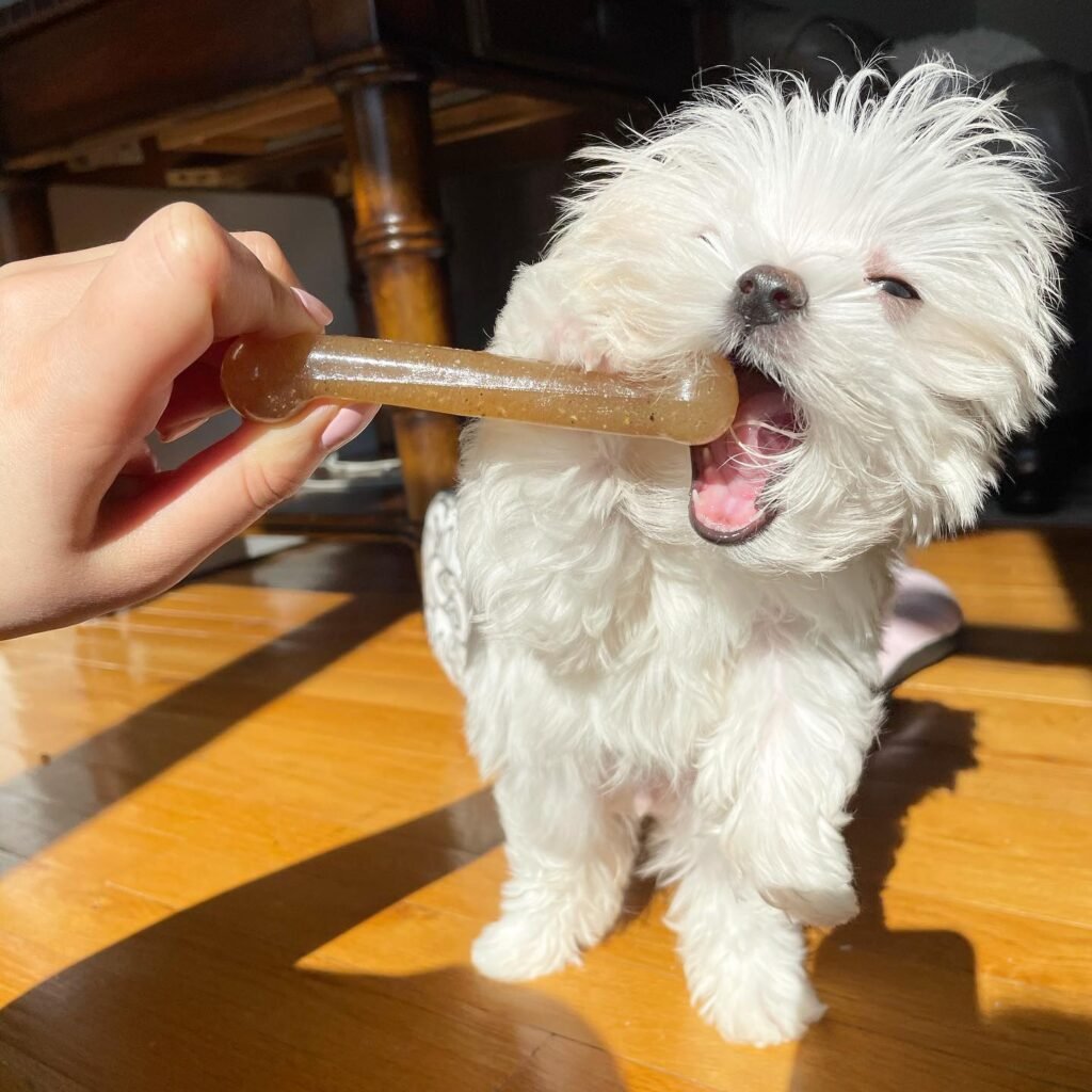 Maltese Puppies For Sale