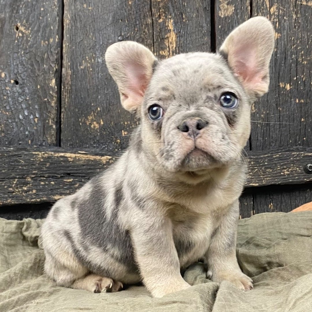 French Bulldog