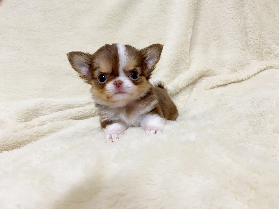Chihuahua Puppies For Sale