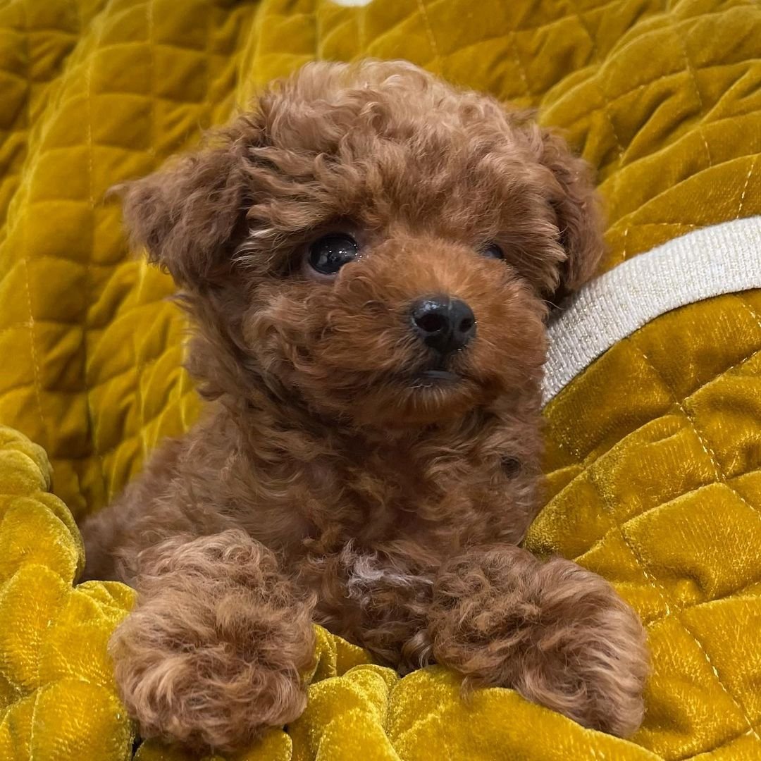 Poodle
